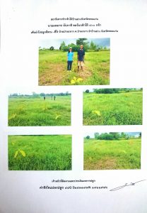 สถานีเพาะชำกล้าไม้บ้านฝาง จังหวัดขอนแก่น- แปลงปลูกต้นไม้59 แปลงที่ 4