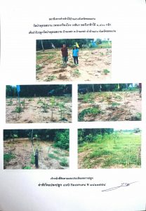 สถานีเพาะชำกล้าไม้บ้านฝาง จังหวัดขอนแก่น- แปลงปลูกต้นไม้59 แปลงที่ 5