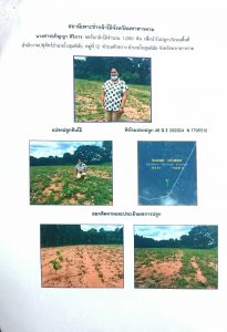 สถานีเพาะชำกล้าไม้จังหวัดมหาสารคาม - แปลงปลูกต้นไม้59 แปลงที่ 5