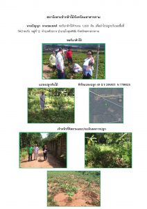 สถานีเพาะชำกล้าไม้จังหวัดมหาสารคาม - แปลงปลูกต้นไม้59 แปลงที่ 1