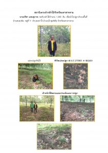 สถานีเพาะชำกล้าไม้จังหวัดมหาสารคาม - แปลงปลูกต้นไม้59 แปลงที่ 3