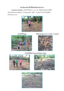 สถานีเพาะชำกล้าไม้จังหวัดมหาสารคาม - แปลงปลูกต้นไม้59 แปลงที่ 4