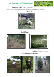 สถานีเพาะชำกล้าไม้จังหวัดยะลา-แปลงปลูก59 แปลงที่ 1