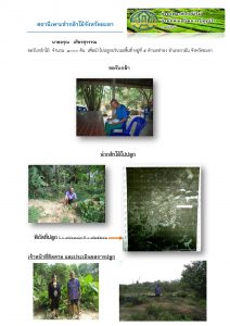 สถานีเพาะชำกล้าไม้จังหวัดยะลา-แปลงปลูก59 แปลงที่ 2