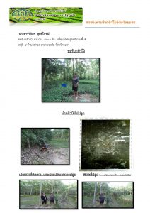 สถานีเพาะชำกล้าไม้จังหวัดยะลา-แปลงปลูก59 แปลงที่ 4