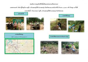สถานีเพาะชำกล้าไม้จังหวัดระนอง-แปลงปลูก59