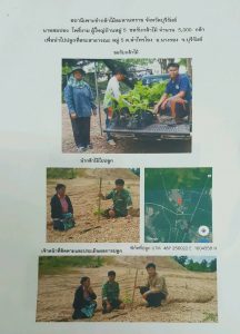 สถานีเพาะชำกล้าไม้ละหานทราย จังหวัดบุรีรัมย์ - แปลงปลูกต้นไม้59 แปลงที่ 1