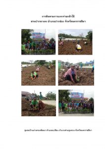 สวนป่ากลางดง-แปลงปลูก59 แปลงที่ 2