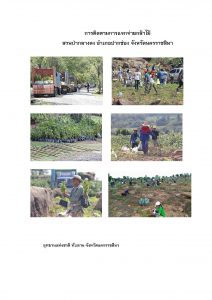 สวนป่ากลางดง-แปลงปลูก59 แปลงที่ 6