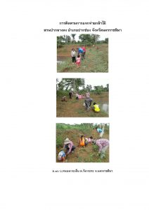 สวนป่ากลางดง-แปลงปลูก59 แปลงที่ 12