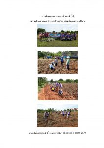 สวนป่ากลางดง-แปลงปลูก59 แปลงที่ 15