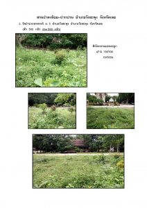 สวนป่าดงน้อย-ปากปวน จังหวัดเลย-แปลงปลูก59 แปลงที่ 2