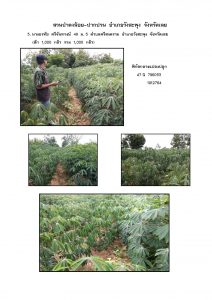 สวนป่าดงน้อย-ปากปวน จังหวัดเลย-แปลงปลูก59 แปลงที่ 3