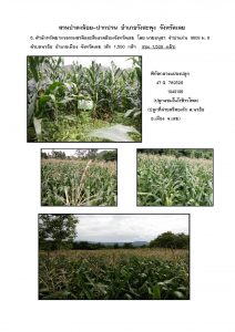 สวนป่าดงน้อย-ปากปวน จังหวัดเลย-แปลงปลูก59 แปลงที่ 6