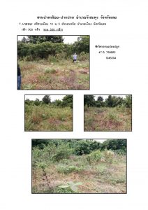 สวนป่าดงน้อย-ปากปวน จังหวัดเลย-แปลงปลูก59 แปลงที่ 7