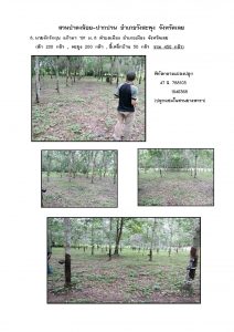 สวนป่าดงน้อย-ปากปวน จังหวัดเลย-แปลงปลูก59 แปลงที่ 8