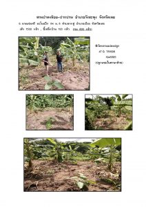 สวนป่าดงน้อย-ปากปวน จังหวัดเลย-แปลงปลูก59 แปลงที่ 9