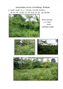 สวนป่าดงน้อย-ปากปวน จังหวัดเลย-แปลงปลูก59 แปลงที่ 10