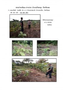 สวนป่าดงน้อย-ปากปวน จังหวัดเลย-แปลงปลูก59 แปลงที่ 11