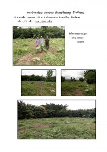 สวนป่าดงน้อย-ปากปวน จังหวัดเลย-แปลงปลูก59 แปลงที่ 13