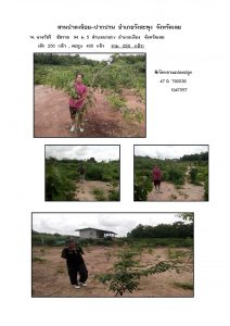 สวนป่าดงน้อย-ปากปวน จังหวัดเลย-แปลงปลูก59 แปลงที่ 14