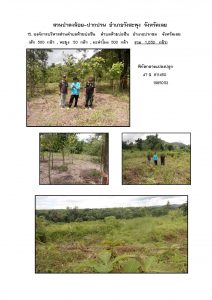 สวนป่าดงน้อย-ปากปวน จังหวัดเลย-แปลงปลูก59 แปลงที่ 15