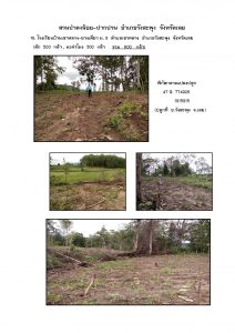 สวนป่าดงน้อย-ปากปวน จังหวัดเลย-แปลงปลูก59 แปลงที่ 19