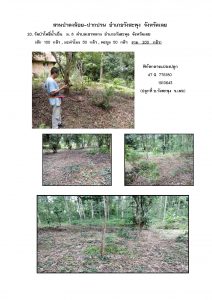 สวนป่าดงน้อย-ปากปวน จังหวัดเลย-แปลงปลูก59 แปลงที่ 20