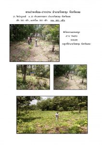 สวนป่าดงน้อย-ปากปวน จังหวัดเลย-แปลงปลูก59 แปลงที่ 21