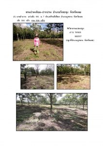 สวนป่าดงน้อย-ปากปวน จังหวัดเลย-แปลงปลูก59 แปลงที่ 23