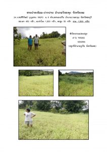 สวนป่าดงน้อย-ปากปวน จังหวัดเลย-แปลงปลูก59 แปลงที่ 24