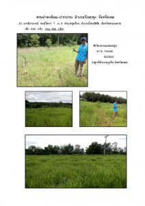 สวนป่าดงน้อย-ปากปวน จังหวัดเลย-แปลงปลูก59 แปลงที่ 25