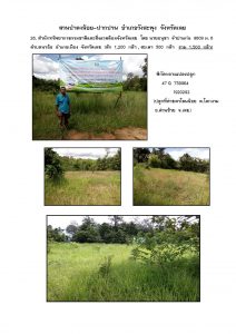 สวนป่าดงน้อย-ปากปวน จังหวัดเลย-แปลงปลูก59 แปลงที่ 26