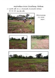 สวนป่าดงน้อย-ปากปวน จังหวัดเลย-แปลงปลูก59 แปลงที่ 27