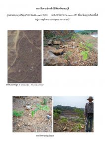 สถานีเพาะชำกล้าไม้จังหวัดสระบุรี- แปลงปลูกต้นไม้59 แปลงที่ 1