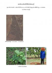 สถานีเพาะชำกล้าไม้จังหวัดสระบุรี- แปลงปลูกต้นไม้59 แปลงที่ 3