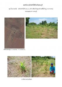 สถานีเพาะชำกล้าไม้จังหวัดสระบุรี- แปลงปลูกต้นไม้59 แปลงที่ 6