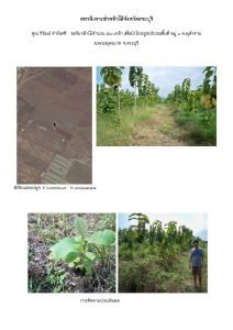 สถานีเพาะชำกล้าไม้จังหวัดสระบุรี- แปลงปลูกต้นไม้59 แปลงที่ 8