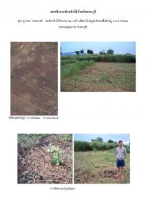 สถานีเพาะชำกล้าไม้จังหวัดสระบุรี- แปลงปลูกต้นไม้59 แปลงที่ 9