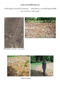 สถานีเพาะชำกล้าไม้จังหวัดสระบุรี- แปลงปลูกต้นไม้59 แปลงที่ 11