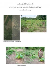 สถานีเพาะชำกล้าไม้จังหวัดสระบุรี- แปลงปลูกต้นไม้59 แปลงที่ 12