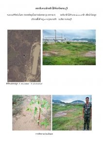 สถานีเพาะชำกล้าไม้จังหวัดสระบุรี- แปลงปลูกต้นไม้59 แปลงที่ 13