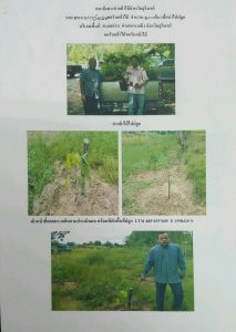 สถานีเพาะชำกล้าไม้จังหวัดสุรินทร์- แปลงปลูกต้นไม้59 แปลงที่ 1