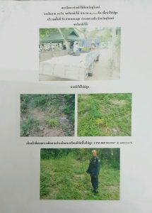 สถานีเพาะชำกล้าไม้จังหวัดสุรินทร์- แปลงปลูกต้นไม้59 แปลงที่ 2