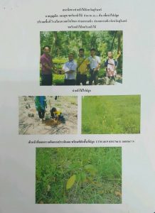 สถานีเพาะชำกล้าไม้จังหวัดสุรินทร์- แปลงปลูกต้นไม้59 แปลงที่ 3