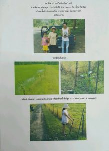 สถานีเพาะชำกล้าไม้จังหวัดสุรินทร์- แปลงปลูกต้นไม้59 แปลงที่ 4