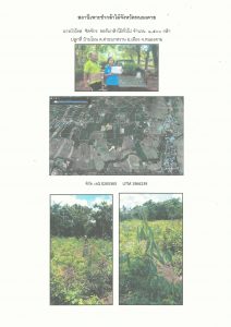 สถานีเพาะชำกล้าไม้จังหวัดหนองคาย - แปลงปลูกต้นไม้59 แปลงที่ 2