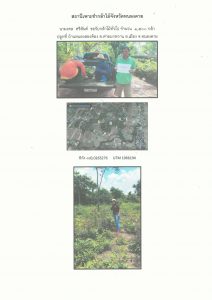 สถานีเพาะชำกล้าไม้จังหวัดหนองคาย - แปลงปลูกต้นไม้59 แปลงที่ 3