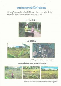 สถานีเพาะชำกล้าไม้จังหวัดเลย - แปลงปลูกต้นไม้59 แปลงที่ 1