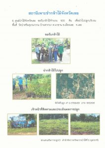 สถานีเพาะชำกล้าไม้จังหวัดเลย - แปลงปลูกต้นไม้59 แปลงที่ 2